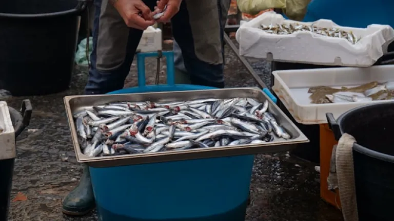 Fish Market (La Pescheria)